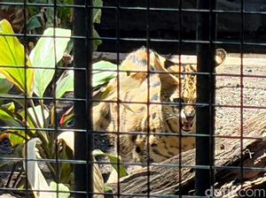 Kucing Serval dan Caracal Jadi Satwa Baru KBS Kucing Serval dan Caracal Jadi Satwa Baru KBS