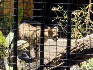 Mengenal Kucing Serval dan Caracal, Satwa Eksotis Koleksi KBS Mengenal Kucing Serval dan Caracal, Satwa Eksotis Koleksi KBS