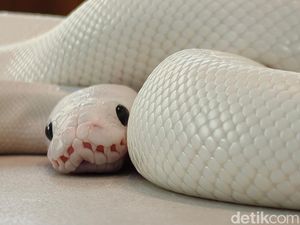 Ini Hasil Foto Kamera Oppo Find X8 Pro, Segera Hadir di RI