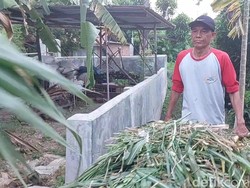 Cerita 2 Petani di Cirebon, Utang ke Bank Hanya Mampu Bayar Bunga