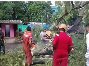 Pohon Tumbang Tutup Jalan di Depok, Lalin Dialihkan