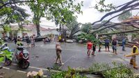 Dahsyatnya Hujan Angin Tumbangkan Banyak Pohon Raksasa di Cimahi