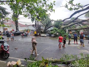 Dahsyatnya Hujan Angin Tumbangkan Banyak Pohon Raksasa di Cimahi