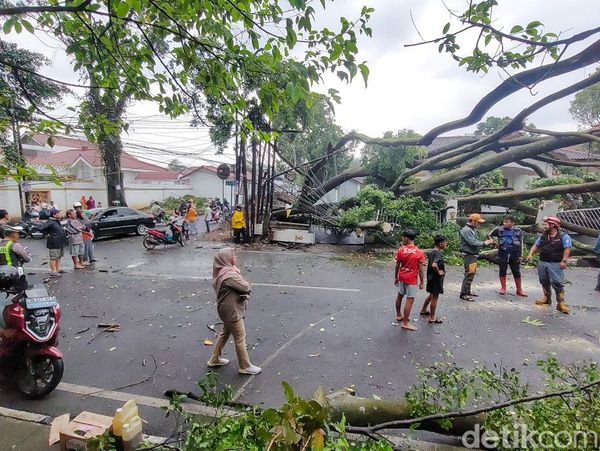 Dahsyatnya Hujan Angin Tumbangkan Banyak Pohon Raksasa di Cimahi
