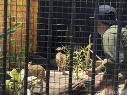 KBS Punya Dua Satwa Baru, Kucing Serval dan Caracal Jadi Pusat Perhatian!