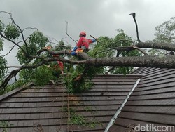 Dampak Hujan Angin di Sleman, 1 Rumah Tersambar Petir-Sejumlah Pohon Tumbang