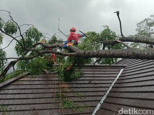 Dampak Hujan Angin di Sleman, 1 Rumah Tersambar Petir-Sejumlah Pohon Tumbang Dampak Hujan Angin di Sleman, 1 Rumah Tersambar Petir-Sejumlah Pohon Tumbang