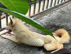 Tega! 5 Anjing Dikunci 5 Bulan di Rumah Kosong Jimbaran, 2 Mati Kelaparan