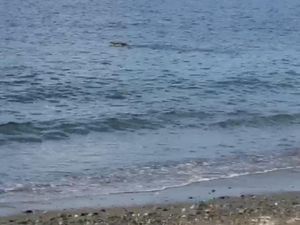 Geger Buaya Muncul di Pantai Soliu Kupang