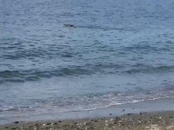 Geger Buaya Muncul di Pantai Soliu Kupang