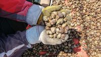 Harga Biji Mete di Kendari Turun