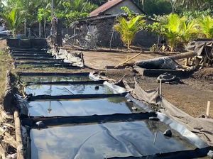 Mengenal Proses Pembuatan Garam Tradisional Khas Tianyar Karangasem Mengenal Proses Pembuatan Garam Tradisional Khas Tianyar Karangasem
