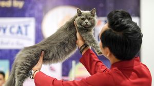 Puluhan Kucing Adu Sehat di Samarinda