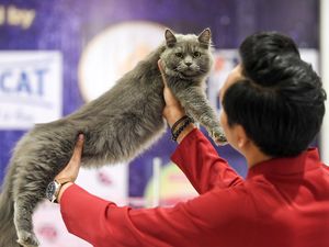 Puluhan Kucing Adu Sehat di Samarinda Puluhan Kucing Adu Sehat di Samarinda