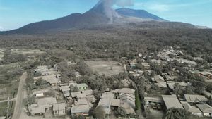 Debu Vulkanis Erupsi Lewotobi Selimuti Pemukiman dan Perkebunan