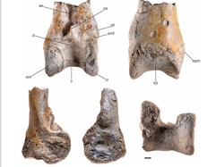 Jutaan Tahun Lalu, Burung Teror Jadi Predator Puncak di Bumi