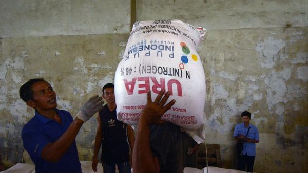 Menengok Distribusi Pupuk Subsidi di Bandar Lampung