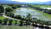Luas Lahan Panen Padi di Gorontalo Menurun Tahun Ini