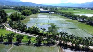 Luas Lahan Panen Padi di Gorontalo Menurun Tahun Ini