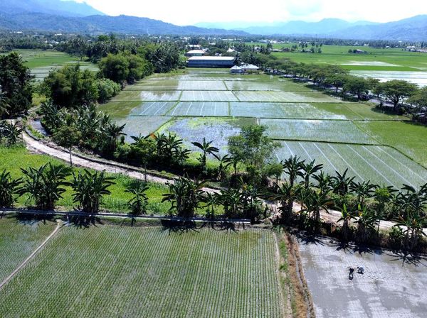 Luas Lahan Panen Padi di Gorontalo Menurun Tahun Ini