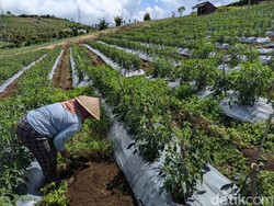 Harga Cabai Hijau di Pagar Alam Anjlok Nyaris 50%, Petani Menjerit