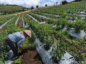 Harga Cabai Hijau di Pagar Alam Anjlok Nyaris 50%, Petani Menjerit Harga Cabai Hijau di Pagar Alam Anjlok Nyaris 50%, Petani Menjerit