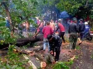 Pohon Tumbang di Sawangan Depok Imbas Hujan Deras, Sempat Tutup Jalan