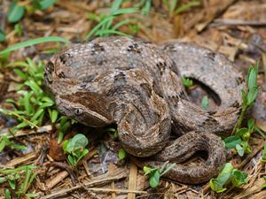 Ular Tanah Berbisa atau Tidak? Ketahui Efeknya Jika Digigit