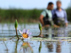 Melihat Keindahan Bunga Lili Air yang Sempat Punah dan Kini Mekar Lagi