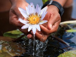 Video: Kecantikan Bunga Lili Air yang Sempat Punah dan Kini Mekar Lagi