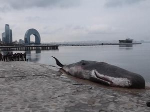 Video: Ada Penampakan Paus Terdampar di COP29 Azerbaijan