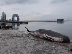 Video: Ada Penampakan Paus Terdampar di COP29 Azerbaijan