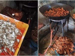 Jijik! Dapur Penjual Baby Crab Ini Penuh Lalat Jijik! Dapur Penjual Baby Crab Ini Penuh Lalat