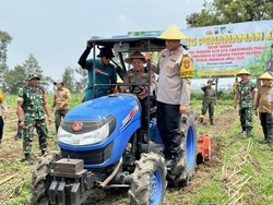 Lahan 21 Hektare di Kediri Ditanami Jagung Dukung Swasembada Pangan Asta Cita
