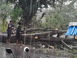 Wanita Pengendara Motor di Gowa Tewas Tertimpa Pohon Tumbang