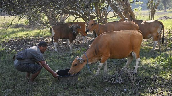 Pengungsi Gunung Lewotobi Sempatkan Beri Makan-Minum Hewan Ternak