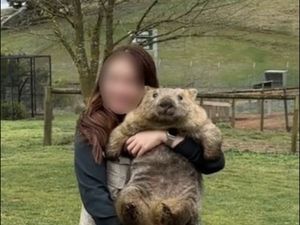 Turis Peluk Wombat, Warlok Meradang Turis Peluk Wombat, Warlok Meradang