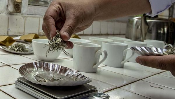 Begini Proses Produksi Teh Putih yang Harganya Rp 1 Juta/Kg