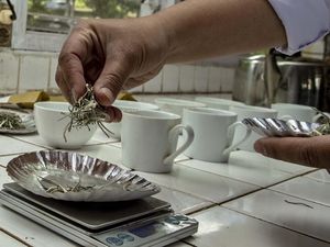 Begini Proses Produksi Teh Putih yang Harganya Rp 1 Juta/Kg