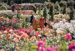 Cantiknya Victoria State Rose Garden, Taman Mawar Terindah di Australia