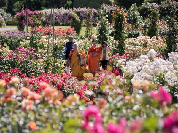Cantiknya Victoria State Rose Garden, Taman Mawar Terindah di Australia