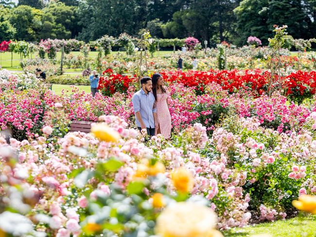 Musim Semi di Akhir Tahun, Indahnya Warna-warni Taman Bunga di Melbourne