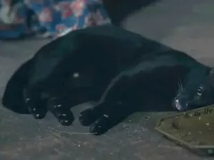 Pecinta Kucing Ngamuk! Drama Thailand Bius Kucing Demi Adegan yang Lebih Nyata