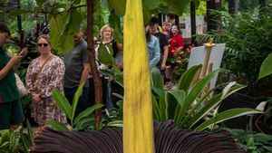 Foto: Antusiasme Ribuan Warga Australia Antre demi Melihat Bunga Bangkai