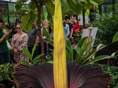Foto: Antusiasme Ribuan Warga Australia Antre demi Melihat Bunga Bangkai
