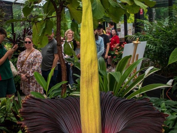 Foto: Antusiasme Ribuan Warga Australia Antre demi Melihat Bunga Bangkai