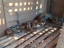 Bebek Peliharaan Dimangsa Ular Sanca 3 Meter, Warga Bogor Lapor Damkar