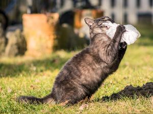 Ini 3 Cara Kucing Berburu hingga Jago Menangkap Hewan Kecil
