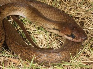 7 Fakta Ular Tikus, Benarkah Jadi Pengendali Hama di Sawah?