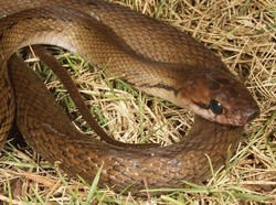 Ular Tikus Berbisa atau Tidak? Simak Faktanya!